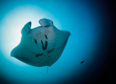 Thailands undervandsindbyggere - En marinebiologisk opdatering