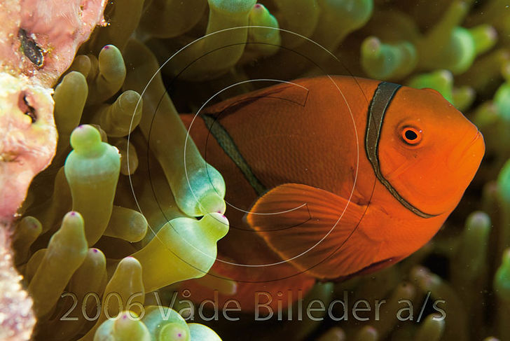 Photoshop – showtime!