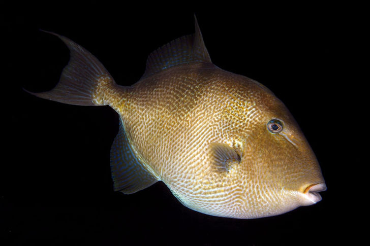Almindelig aftrækkerfisk, Balistes capriscus Levende liv – almindelig aftrækkerfisk