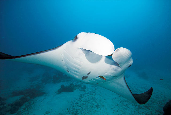 Ved pudsestationen i Valley of the Rays kom den ene manta efter den anden flyvende. Med kursen mod syd – krydstogt i det sydlige Maldiverne