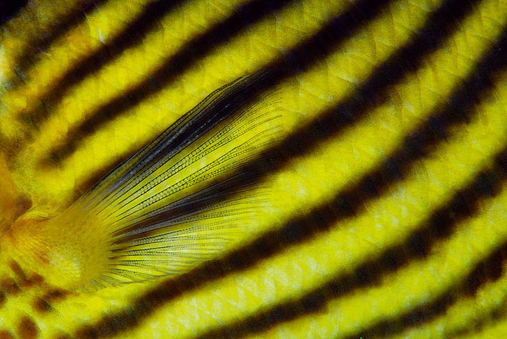 Sommetider er det de enkle detaljer, som giver det bedste resultat. Her en rødehavsfanefisk i nærbillede.
Epson Red Sea Competition – og vinderen er …