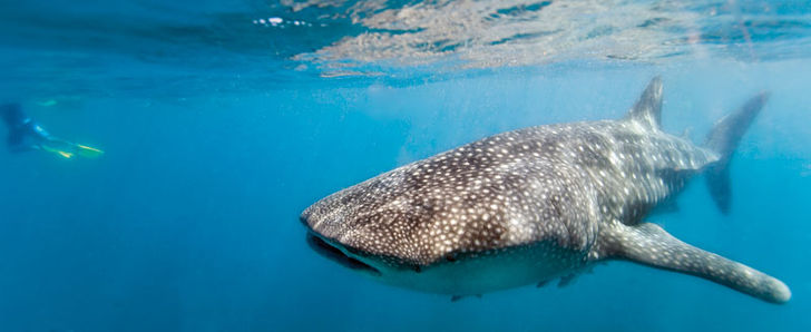 The Big Three på Ningaloo Reef – Hvalhaj, pukkelhval og manta på Australiens ves