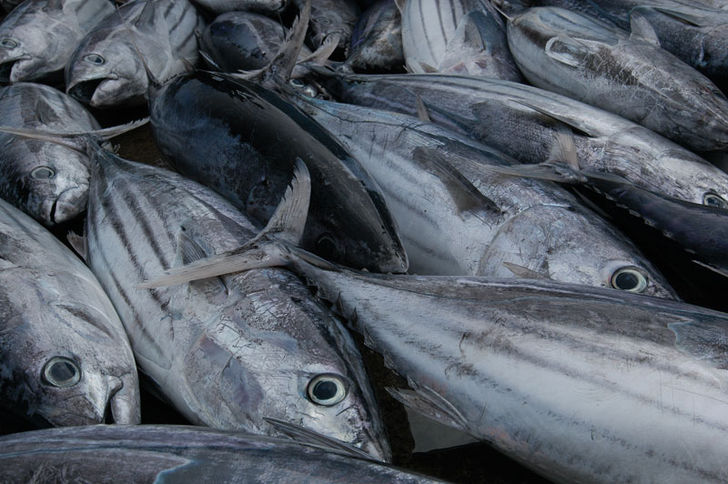 Mindre tun netop landet i havnen i Manado, Indonesien. WWF-klumme – Mere ligelig fordeling af goderne