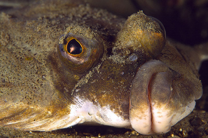 Skrubber og mange andre større fisk kommer ind på lavt vand om natten for at æde. Livet i bugten – det summer om sommeren
