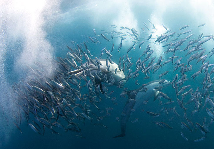Delfinerne koordinerer deres angreb på sardinstimen med klik og fløjt. Myldretid – Sardine Run i Sydafrika