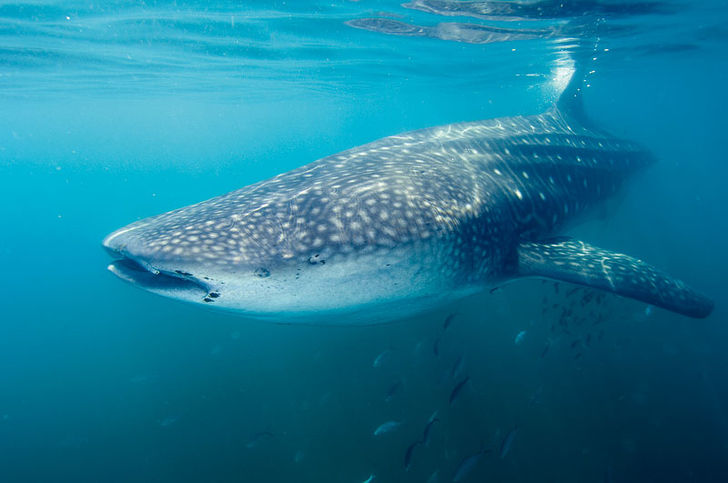 Månedens haj: Hvalhaj – Rhincodon typus