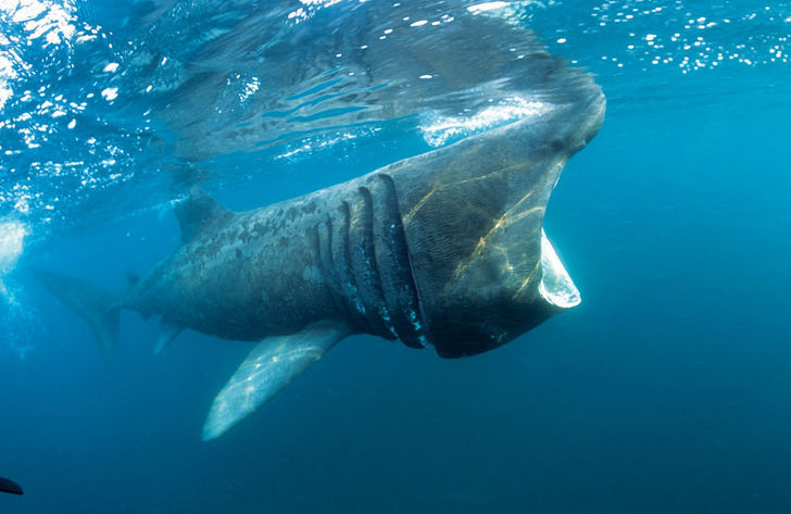 Brudgen (Cetorhinus maximus) er verdens næststørste fisk og samtidig Nordens i særklasse største fisk.