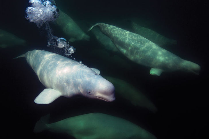 Hvidhval – tæt på beluga Hvidhval – tæt på beluga