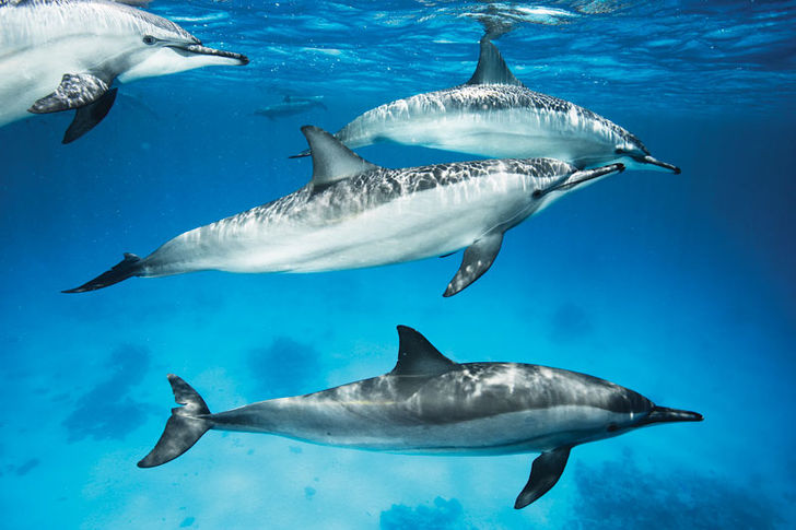 Langnæsede delfiner ved Dolphin House, Sha’ab Samadai.
Seks dage i ørknen – dyk i det sydlige Ægypten