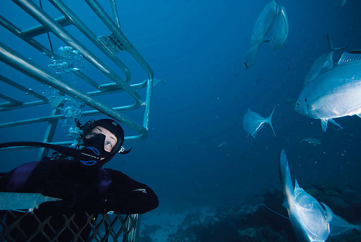 Det specielle ved Rodney Fox Shark Expeditions er, at hajburet ikke bare hænger i overfladen, men bliver sænket ned på bunden.
OWUSS-scholarship – Ingrids dagbog november