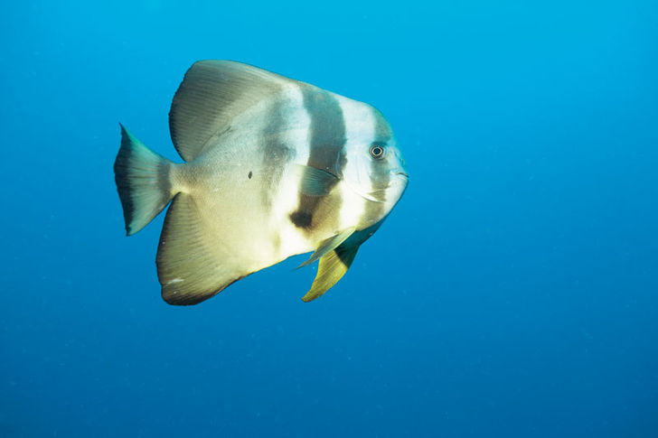 En ensom flagermusefisk stiller sin nysgerrighed.
Maldiverne i syd – North Huvadhoo-atollen