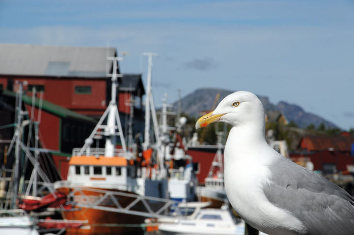 Havvand, rødmalede fiskerhytter, en salt brise i håret og en duft af fisk. Jo, der er masser af sanseindtryk på Lofoten. Lofoten – Dykning i Tangparadiset