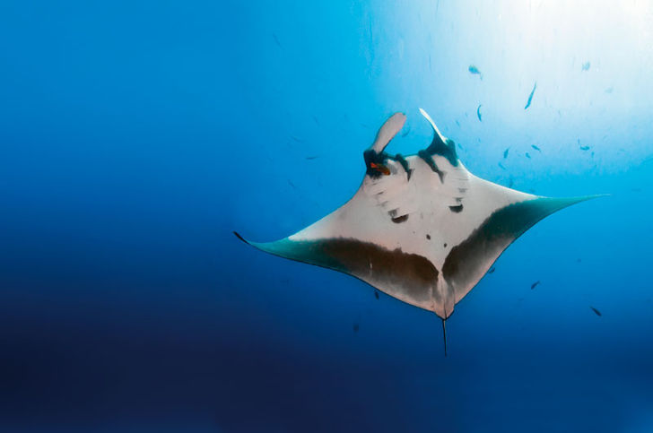 Socorro Islands – Mægtige møder