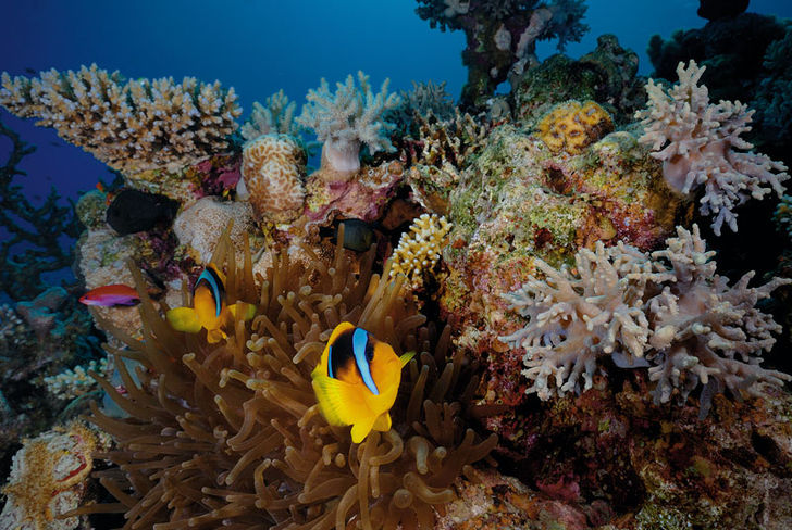 Klovnfiskene ved Dahab er lige så fotogene som de er længere mod syd i Rødehavet. Dahab – En oase på Sinai