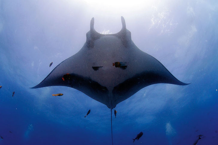 Stillehavsmantaen er den største rokkeart og dens vingefang kan blive op til fem meter. Ved Socorro Islands er man så godt som sikker på at møde dem. Mexico – stort både i øst og vest