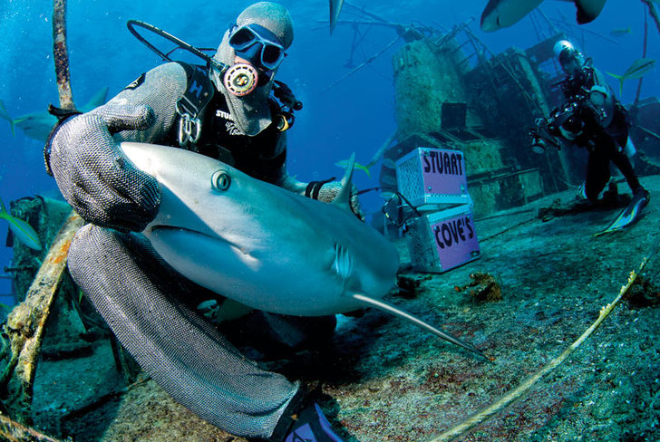 Bahamas – i hajcirkus hos Stuart Cove