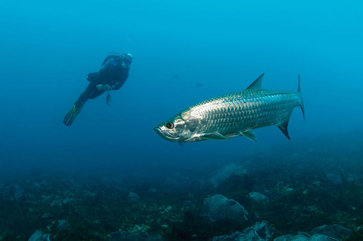 Den enorme tarpon er alle sportfiskeres drømmefangst. Den hænger ofte ud på samme sted. Denne gigant foretrak en væg oppe ved Speyside. Tobago – en caribisk perle!