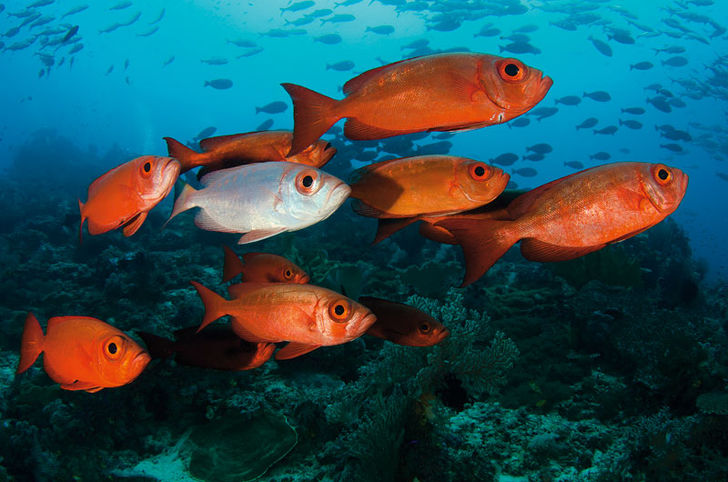 Thailand – velsignet med to rige oceaner