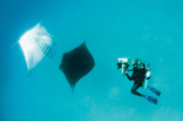 Mantaerne ved Hanifaru lader sig slet ikke mærke med dykkernes tilstedeværelse. De har for travlt med at guffe plankton i sig. Maldiverne – her er du altid tæt på havet