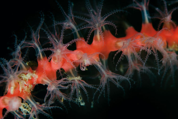 Hvis du kigger nærmere på den røde hornkoral, kan du se koralpolypperne komme ud i fuldt flor på grenene. Lysekil – Vestkyst med variation