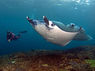 Christian Nielsen – fra bankmand til divemaster  