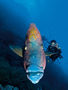 Christian Nielsen – fra bankmand til divemaster  