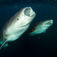 Djiboutis hvalhajer – nærkontakt med havets største fisk