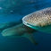 Djiboutis hvalhajer – nærkontakt med havets største fisk