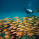 The Big Three på Ningaloo Reef – Hvalhaj, pukkelhval og manta på Australiens ves