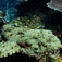 The Big Three på Ningaloo Reef – Hvalhaj, pukkelhval og manta på Australiens ves
