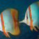 The Big Three på Ningaloo Reef – Hvalhaj, pukkelhval og manta på Australiens ves