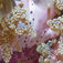 Den mystiske søanemone i kæmpeformat, som jeg ikke kunne finde navnet på i nogen bøger. Tawali – naturens overflødighedshorn