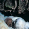Blæksprutter egner sig dårligt til fotos. Der skal næsten video til for at yde dem retfærdighed når de skifter farve og form.
Great Barrier Reef – i en klasse for sig