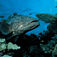 De stor potato cods har givet navn til et af Australiens mest berømte dykkesteder. Great Barrier Reef – i en klasse for sig