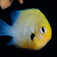 Denne lilla jomfrufisk (Dascyllus marginatus), var meget almindelige i fingerkorallerne. Fredrik tog billedet med et 60 mm Micro-Nikkor + 2x Kenko-konverter. Eilat Shoot-Out 2009 – Rapport fra vinderne i DYK