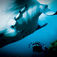 Manta Point, Bali
Top ti dyk – Bantins bedste