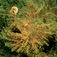 Denise’s Hairball, Lembeh Strait
Top ti dyk – Bantins bedste