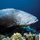 Ribbon Reef NO 10, Queensland, Australien
Top ti dyk – Bantins bedste