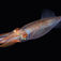 Blæksprutter ser man næsten udelukkende på natdyk. Den langstragte Alloteuthis subulata er en af omkring 20 arter, som er registreret i Sverige. Billedet er fra Lysekil. Levende liv – Nattens mylrende dyreliv