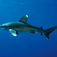 I 2004 fandt man en død oceanisk hvidtippet haj (Carcharhinus longimanus) på den svenske vestkyst.