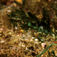 Nøgensnegl fra slægten Flabellina. Sardinske specialiteter – med smag af Italien