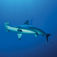 Hammerhead ved Extremely Angry Reef. Sudan by boat – krydstogt i det sydlige Rødehav