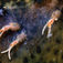 Tre copepoder (lakselus) har sat sig fast på en stor stenbiderhan, der vogter og ilter sine æg. Man kan tydeligt se, hvordan disse parasitter har spist det yderste hudlag. Havets pansertanks – leddyr i nordiske vande