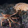 Den største søanemone i vore vande, Bolocera tuediae, er også den, som brænder mest. Troldkrabben og en familie af punkrejer, Spirontocaris spinus, bruger gerne søanemonen som et brændende sikkerhedsnet. Havets pansertanks – leddyr i nordiske vande