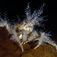 Maskeringskrabben (Hyas araneus) kan pynte sig med forskellige typer af kamuflerende dekoration, så den bedst går i ét med omgivelserne, hvor den lever. Det kan være mosdyr, alger, søpung eller som her en skov af hydroider. Havets pansertanks – leddyr i nordiske vande