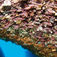 På undersiden af de mange flotte klippefremspring finder man store områder dækket med anemoner og røde koraller (Corallo Rosso). Sardinien – grotter, koraller og italienske lækkerier