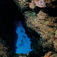 P Bell’s Blue Hole i Dahab. Tredageskrydstogt – Taba
