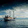 Raja Ampat – i wobbegongernes verden