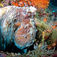 Raja Ampat – i wobbegongernes verden