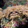 Raja Ampat – i wobbegongernes verden